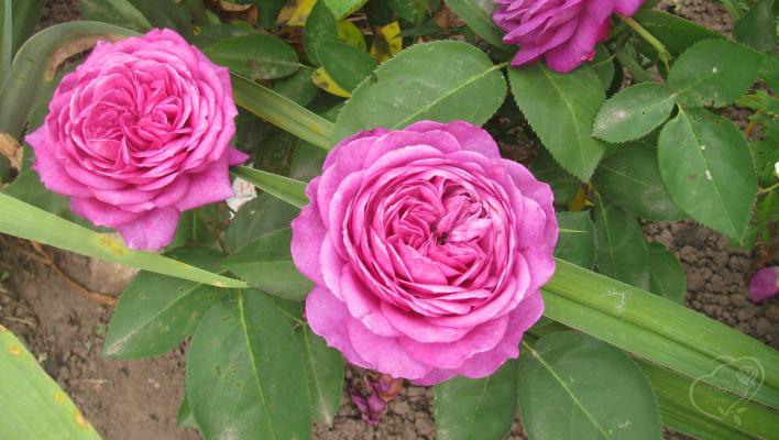 72_heidi_klum_rose_3_708.jpg