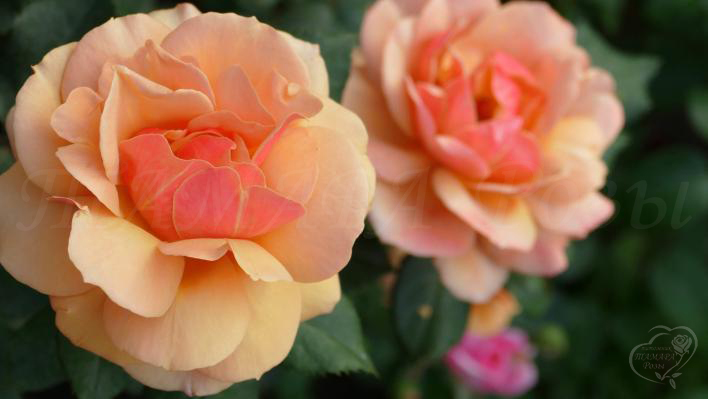 772_belle_epoque_3_708.jpg