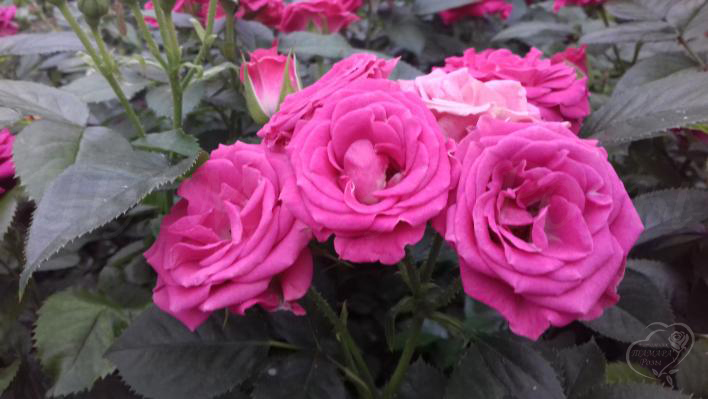 78_lovely_lydia_1_708.jpg