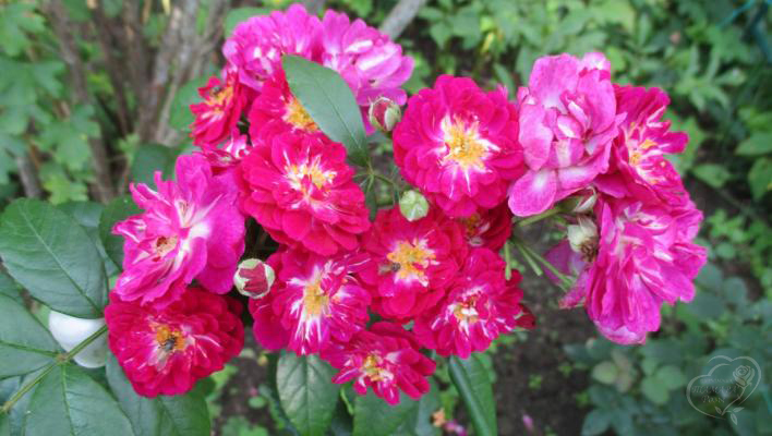 798_perennial_blue_2_708.jpg