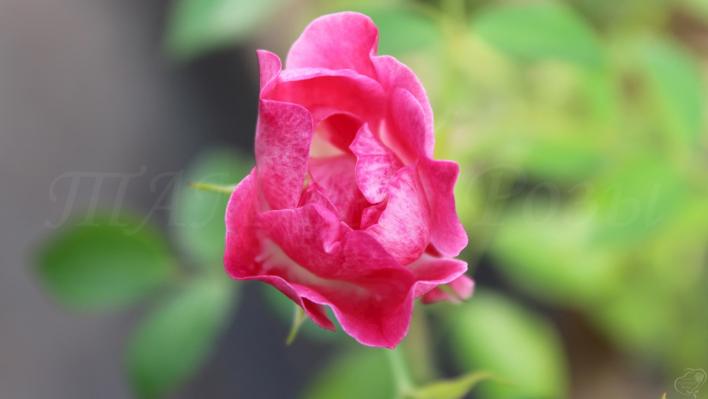 802_fuchsia_meillandecor_2708.jpg