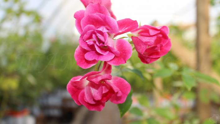 802_fuchsia_meillandecor_3708.jpg