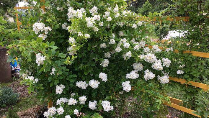 804_rosa_multiflora_3_708.jpg