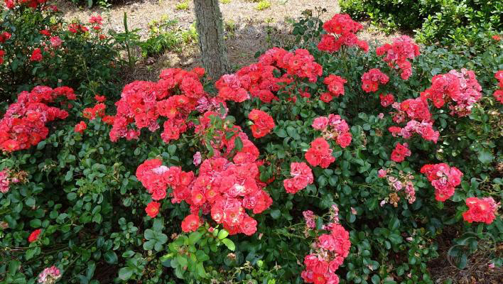 811_coral_drift_3_708.jpg