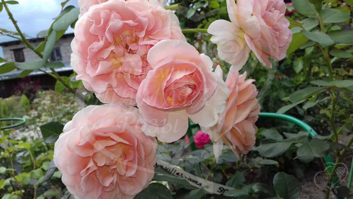 81_abraham_darby_2_708.jpg