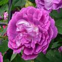 826_william_lobb_3_125.jpg