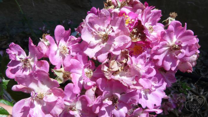 842_lavender_friendship_3_708.jpg