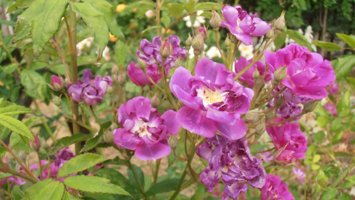 846_purple_skyliner_2_708.jpg