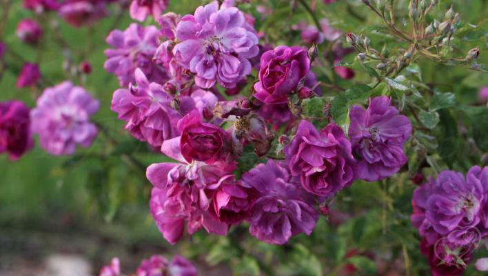 846_purple_skyliner_3_708.jpg