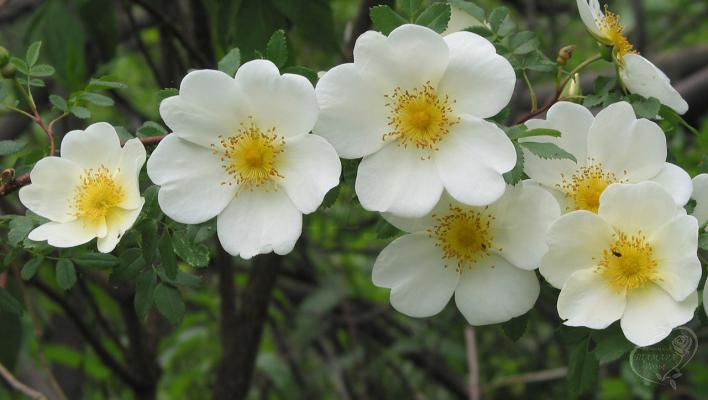 852_rose_spinosissima_2_708.jpg