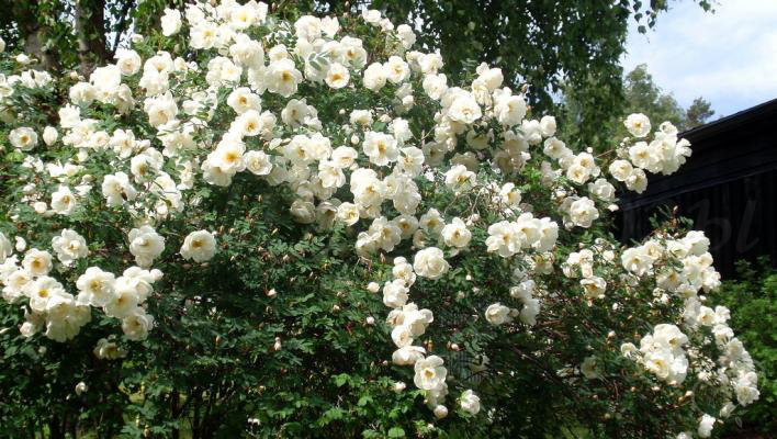 852_rose_spinosissima_3_708.jpg