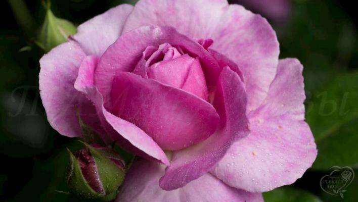 855_parfum_flower_circus_3708.jpg