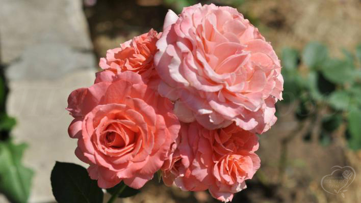 856_corail_gelee_2_708.jpg