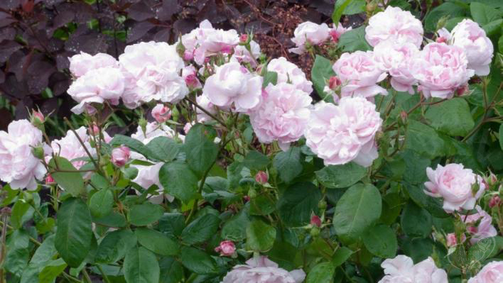 859__fantin_latour_2_708.jpg