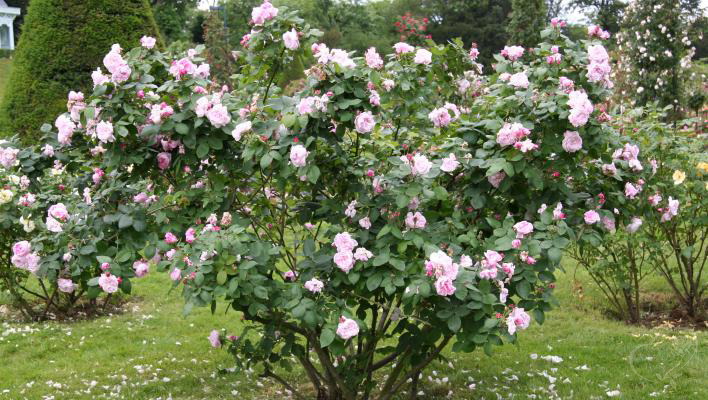 859__fantin_latour_3_708.jpg