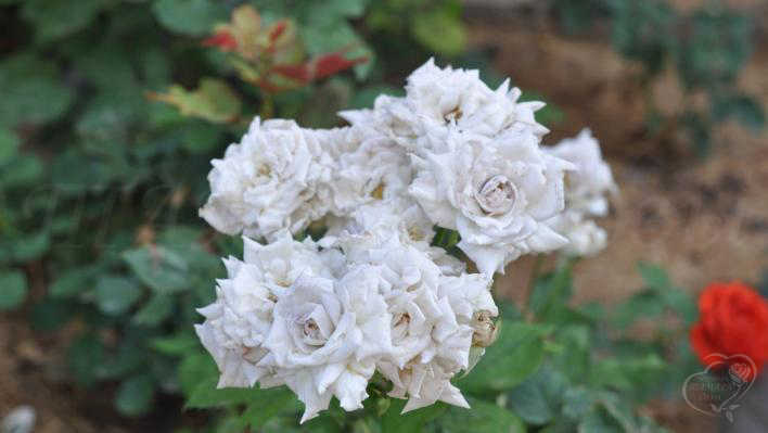 864_chateau_myrtille_2_708.jpg