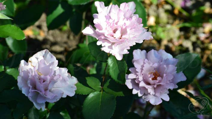867_couture_rose_tilia__2_708.jpg