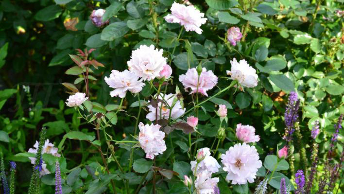 867_couture_rose_tilia__3_708.jpg