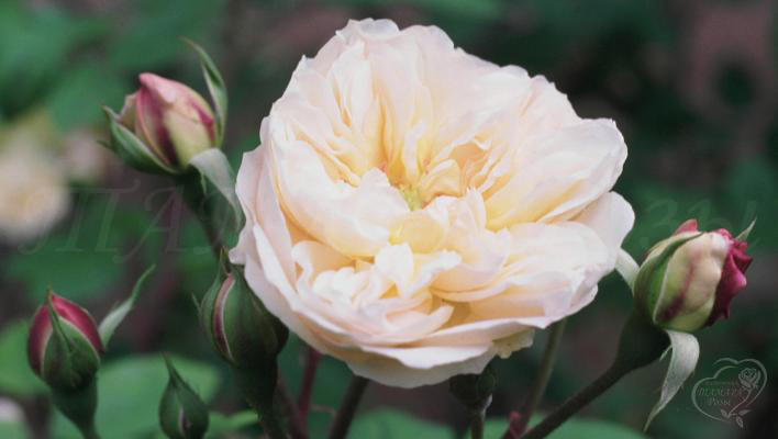 871_desprez_a_fleurs_jaunes_2_708.jpg
