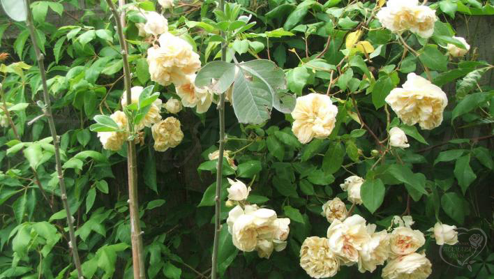 871_desprez_a_fleurs_jaunes_3_708.jpg