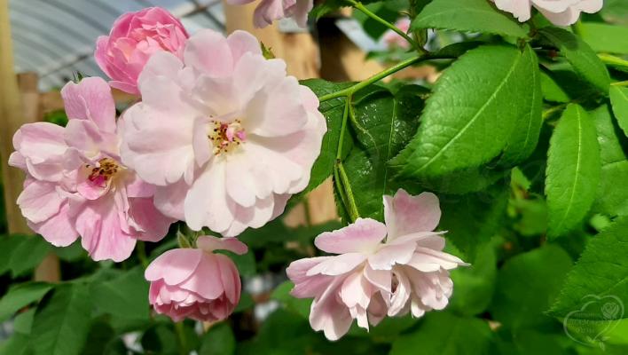 874_guirlande_rose_3_708.jpg