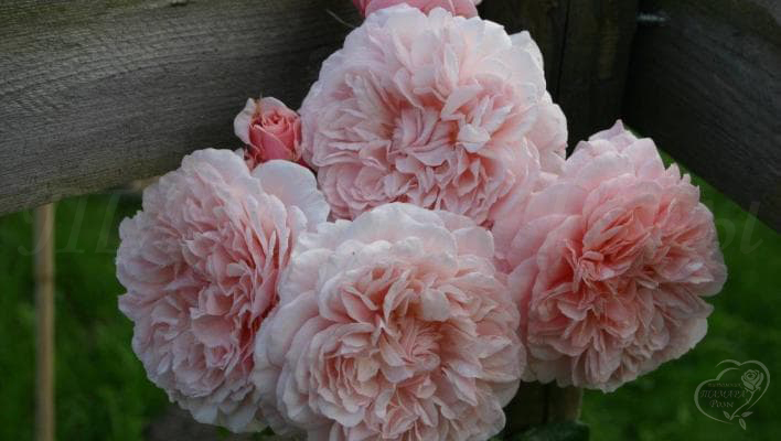 885_rose_de_tolbiac_2_708.jpg