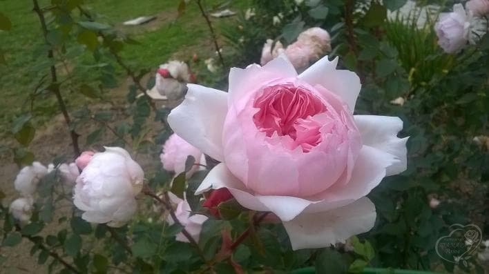 887_the_wedgwood_rose_2_708.jpg