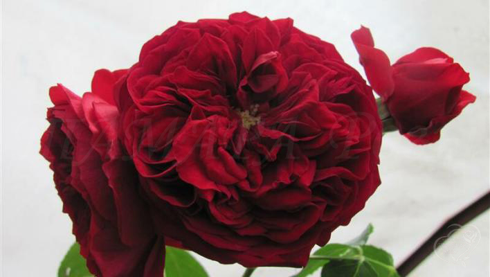 89_l.d._braithwaite_2_708400.jpg