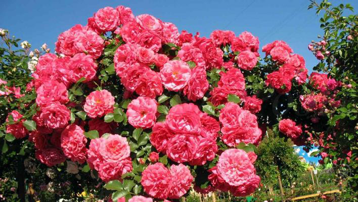 8_rosarium_uetersen_2_708.jpg