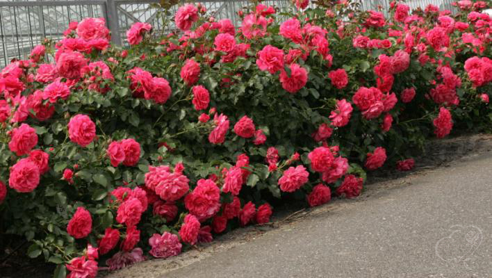 8_rosarium_uetersen_3_708.jpg