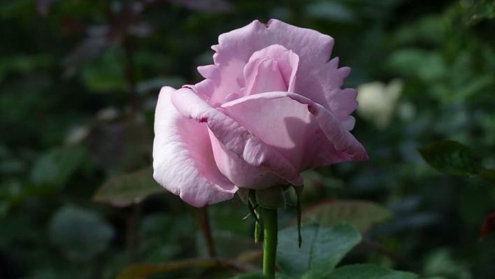 935_la_rose_du_petit_prince_3_708.jpg