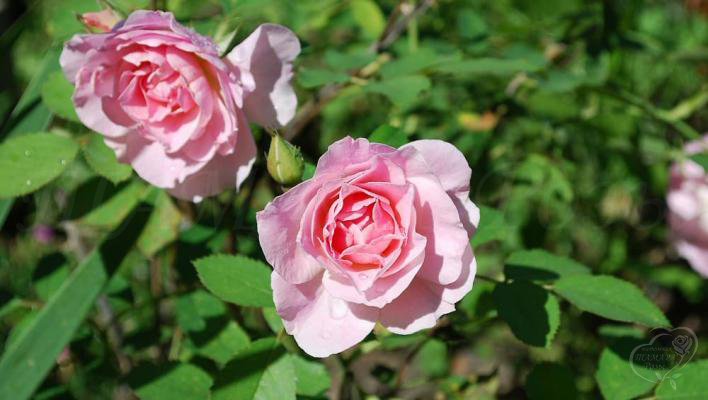 937_morden_blush_2_708.jpg