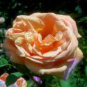 94_charles_austin_2_125.jpg
