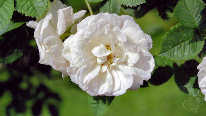 957_alba_suaveolens_1_708.jpg