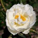 957_alba_suaveolens_2_125.jpg