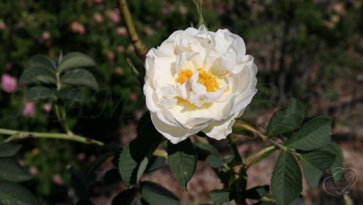 957_alba_suaveolens_2_708.jpg