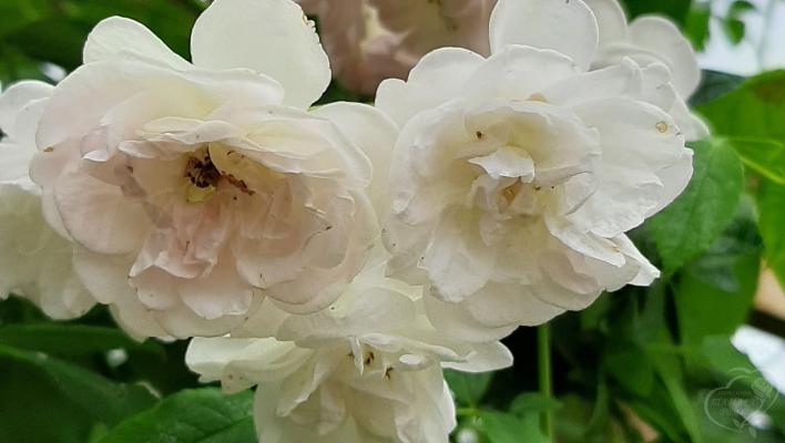 963_ydrerosen_3_708.jpg