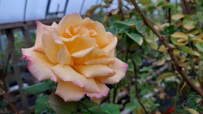 976_sheilas_perfume_2708.jpg