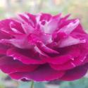 978_sparkling_burgundy_3125.jpg