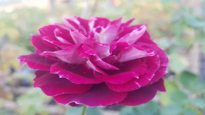 978_sparkling_burgundy_3708.jpg