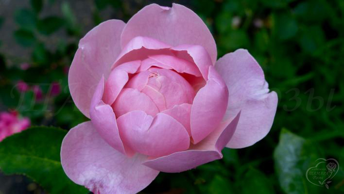 97_the_alnwick_rose_2_708.jpg