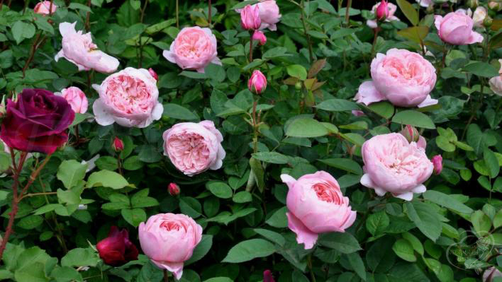 97_the_alnwick_rose_3_708.jpg