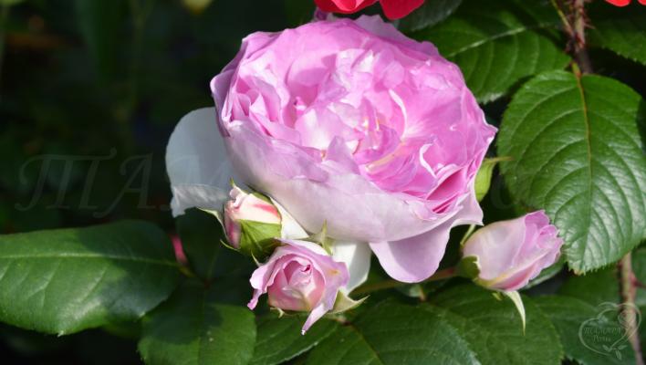 980_saphir_2_708.jpg