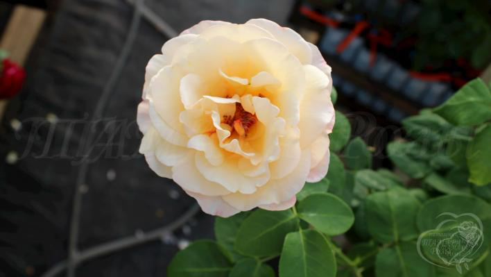 993_oh_happy_day_1_708.jpg