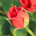 994_vision_of_hope_2_125.jpg