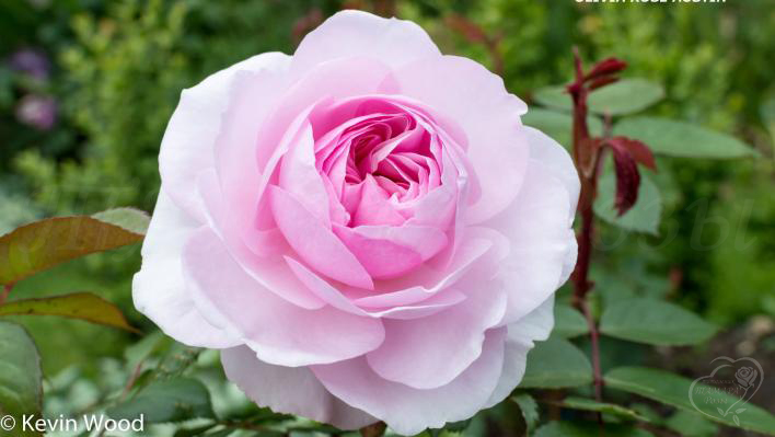 996_olivia_rose_austin_1_708.jpg