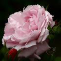 996_olivia_rose_austin_3_125.jpg