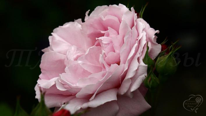 996_olivia_rose_austin_3_708.jpg